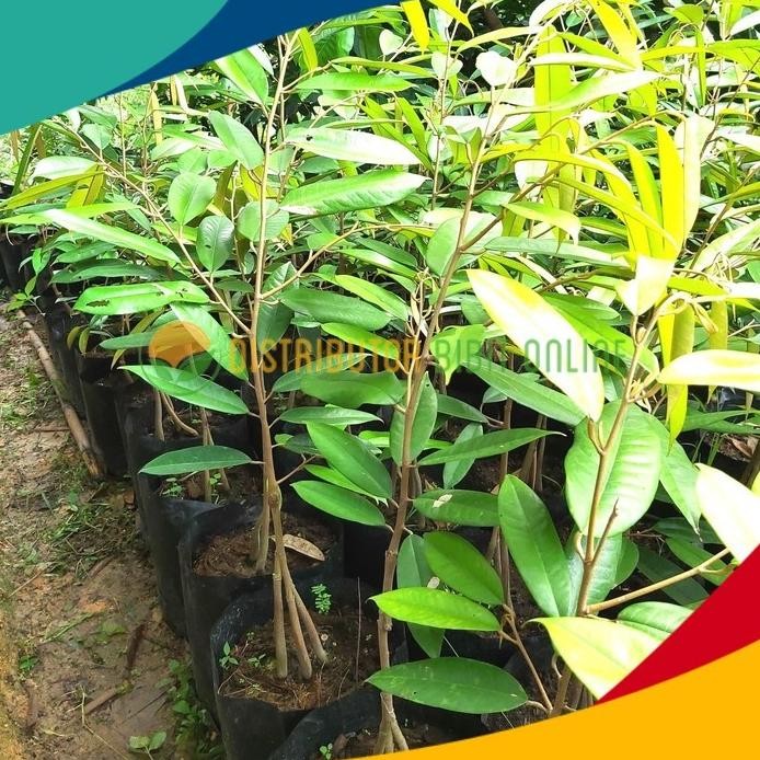 

Terlaris Bibit Tanaman Durian Musangking Kaki 3