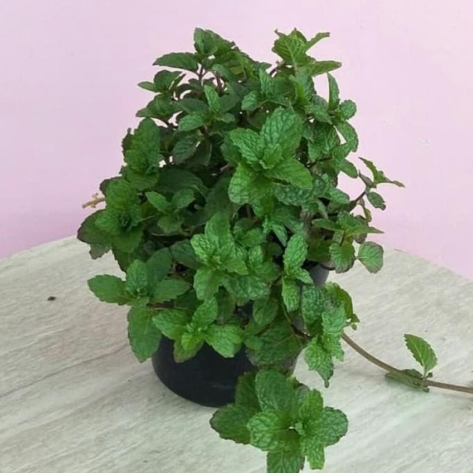

Terlaris Bibit Tanaman Papermin Mint/Tanaman Daun Menthol Mint Eeee