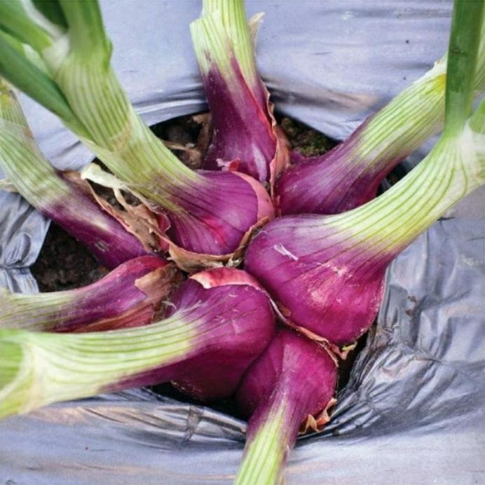 

Terlaris Yjg Bisa Cod - Bawang Merah 35 Biji Bibit Seed Benih Bawang Merah Lokananta Cap Panah Merah - Bibit Tanaman Sayur Sayuran Seribuan