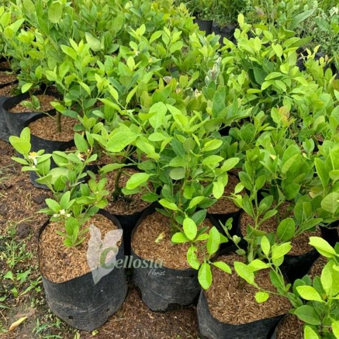 

Terlaris Bibit Tanaman Buah Jeruk Nipis / Jeruk Pecel Cangkok Cep Tektri 5862Du