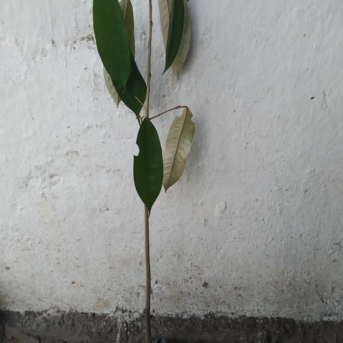 

Terlaris Bibit Durian Semai Biji
