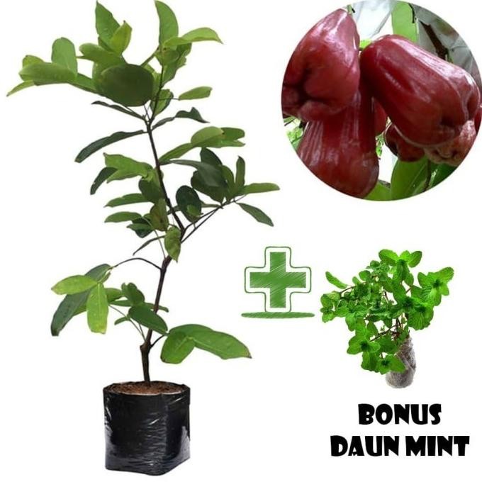 

Terlaris Tanaman Buah Jambu Air Citra Bonus Bibit Daun Mint Topm