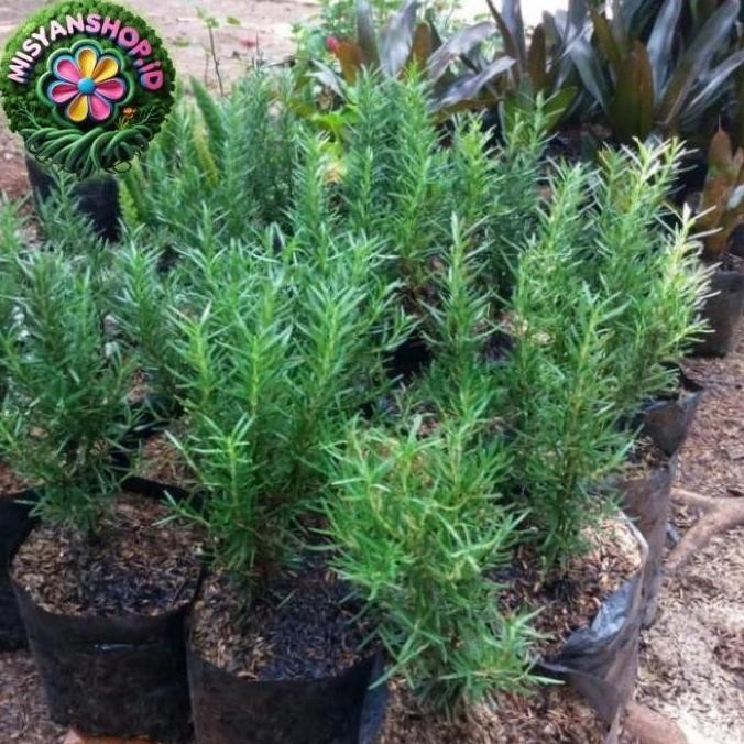 

Terlaris Bisa Cod Tanaman Hias Rosemary Herbal Wangi Dan Harum/Bibit/Benih Promo!! Pasti Hemat