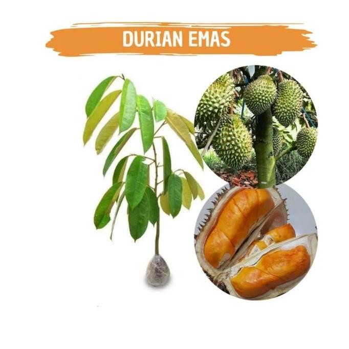 

Terlaris Pohon Durian Kuning Mas / Durian Emas / Durian Simas / Bibit Durian Super Unggul