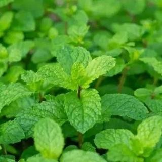 

Terlaris Bibit Tanaman Min - Daun Mint - Herbal Mint