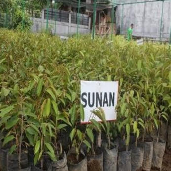 

Terlaris Bibit Durian Sunan Okulasi Tinggi 1 Meter - Bibit Durian Super