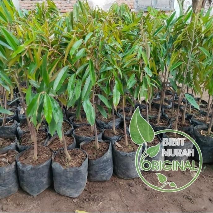 

Terlaris Garansi Bibit Buah Durian Montong