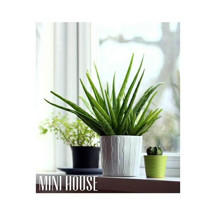 

Terlaris Biji Bibit Benih Lidah Buaya