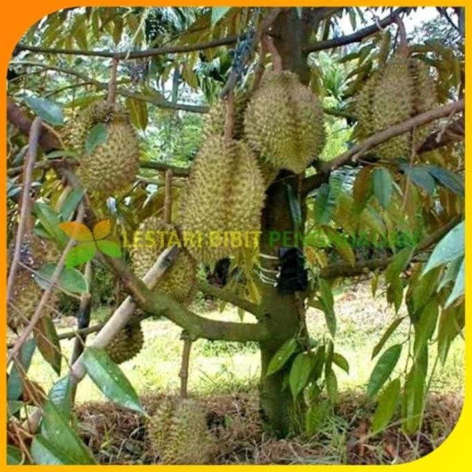 

Terlaris Bibit Durian Bawor Kaki 3