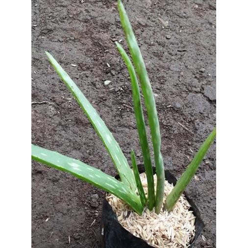 

Terlaris (Promo) Terlaris Bibit Lidah Buaya/Aloe Vera (Fresh)
