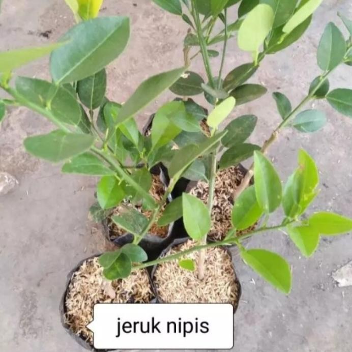

Terlaris Bibit Jeruk Nipis