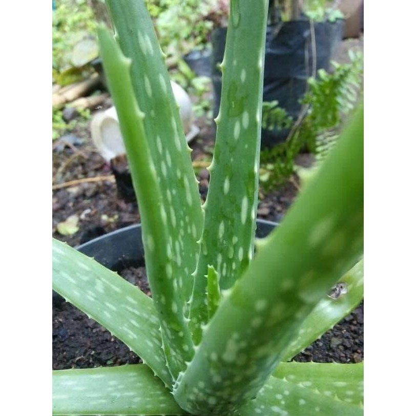 

Terlaris Bibit Tanaman Lidah Buaya / Aloe Barbadensis Miller