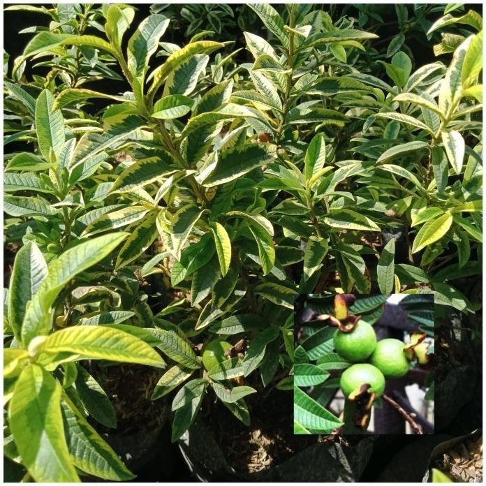 

Terlaris Bibit Jambu Biji Mini Farigata Hsl Cangkok Sangat Bagus Buat Bonsai.