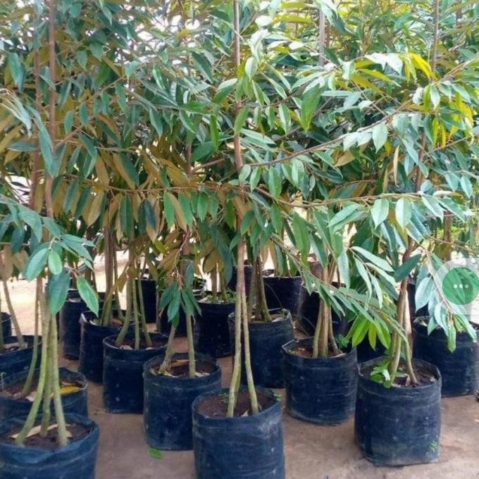 

Terlaris Bibit Durian Musangking Kaki 3 Unggul