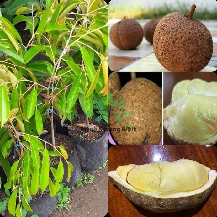 Terlaris Bibit Durian Gundul (Valid) Langka - Durian Gundul Okulasi