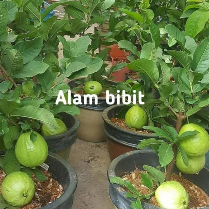 

Terlaris Premium Bibit Tanaman Buah Jambu Kristal Tambulampot Cocok Di Pot