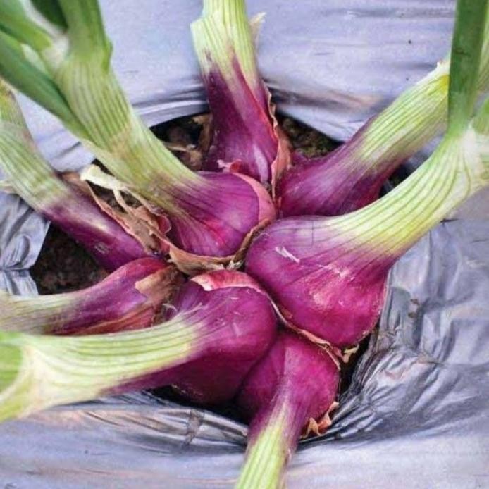 

Terlaris 50 Benih Bawang Merah Lokananta Cap Panah Merah - Bibit Tanaman Sayur Sayuran Seribu