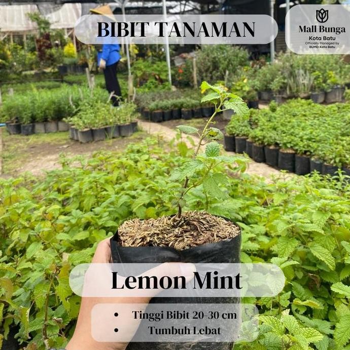 

Terlaris Bibit Daun Mint - Tanaman Herbal Lemon Mint Siap Tanam Tinggi 20-30 Cm