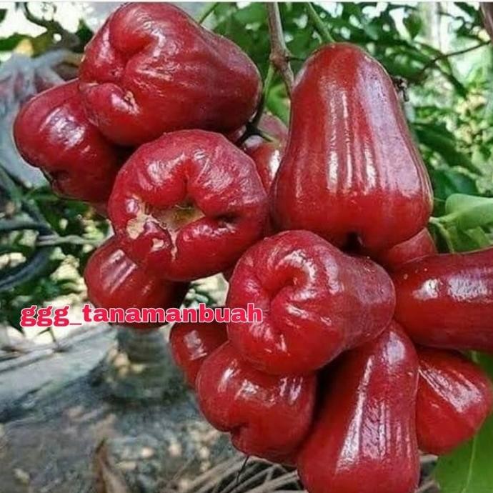 

Terlaris Ready Bibit Jambu Air Mutiara Hitam Hasil Okulasi