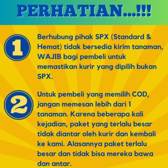 

Terlaris Bibit Jeruk Nipis Grafting Tinggi 40-60 Cm - Okulasi Ent Gnajaw 4323Dx