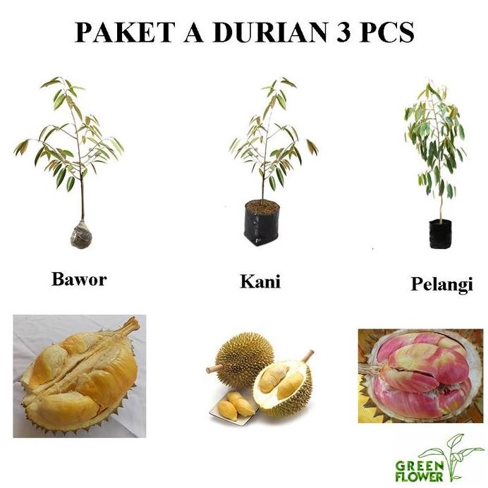 

Terlaris Promo Paket Bibit Durian Kode A 3 Jenis Murah