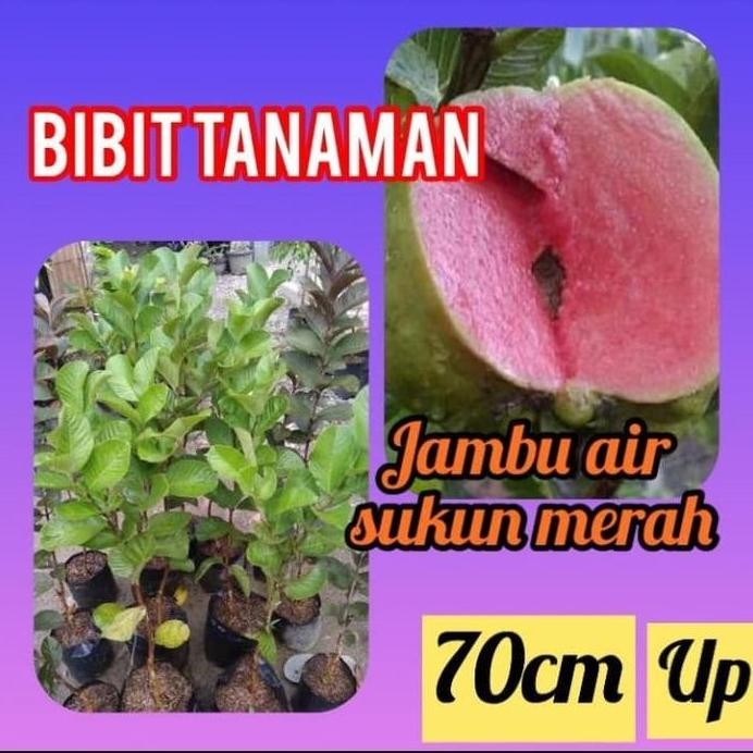 

Terlaris Bibit Jambu Air Sukun Merah 70 Cm / Kristal Merah