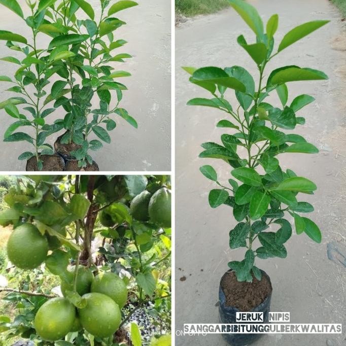 

Terlaris ~[Dijual] Bibit Tanaman Jeruk Nipis Hrg Ekonomis (Paket Isi 5 Pohon)