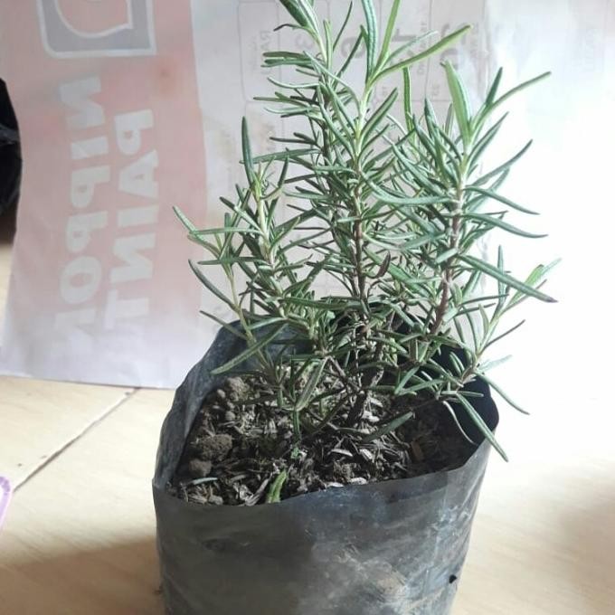 

Terlaris Bibit Tanaman Herbal Rosemary