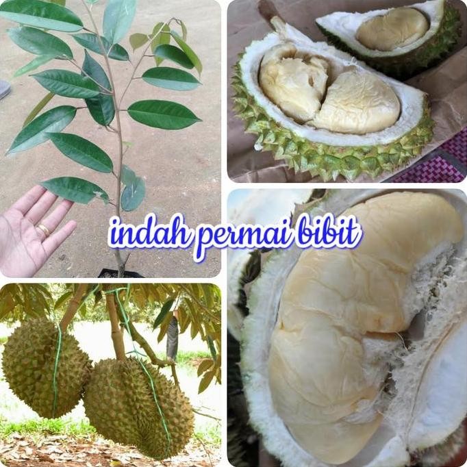 

Terlaris Bibit Tanaman Durian Kasap Merah