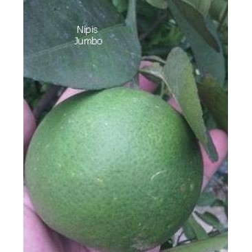 

Terlaris Dijual Bibit Jeruk Nipis Jumbo Murah