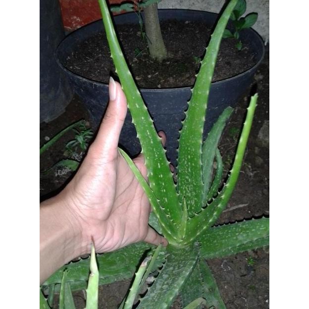 

Terlaris Bibit Tanaman Lidah Buaya/ Aloevera