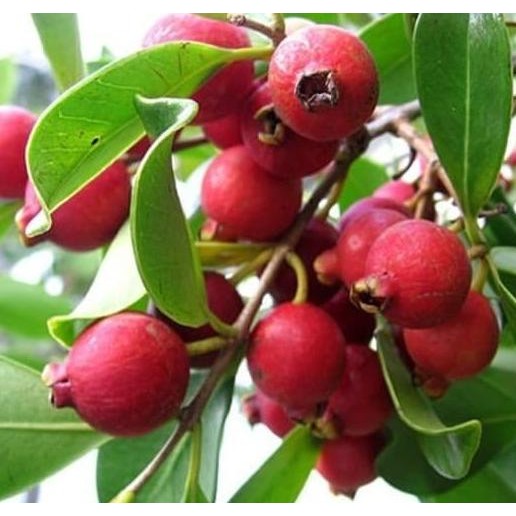 

Terlaris Bibit Jambu Alas Mini Merah Bai Mmu