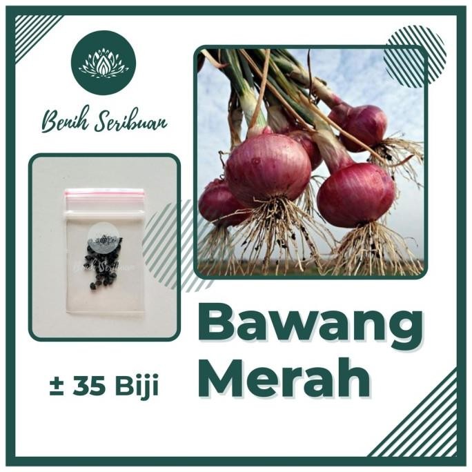 

Terlaris 35 Bibit Bawang Merah Lokananta Cap Panah Merah - Benih Tanaman Sayur Sayuran Seribuan