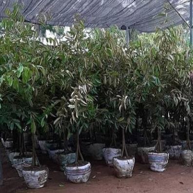 

Terlaris Promo Bibit Durian Kaki 3 Tinggi 2 Meter - Pecking Kayu Full Media