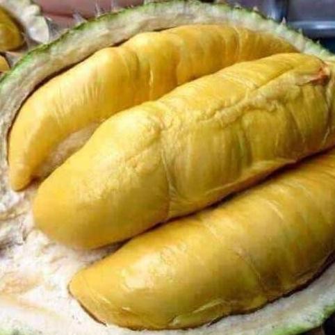 

Terlaris Bibit Durian Montong Asli Indonesia Murah