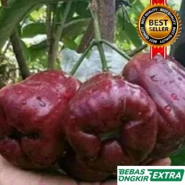 

Terlaris Bibit Jambu Air Black Kingkong Hasil Okulasi Cepat Berbuah
