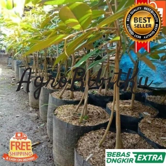 

Terlaris Bibit Durian Duri Hitam Kaki Tiga Hasil Okulasi Unggul Cepat Berbuah
