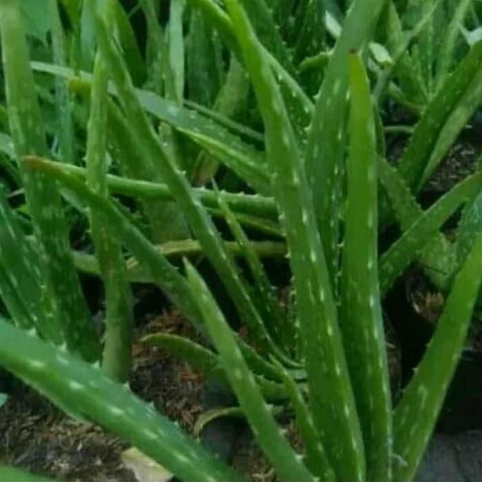 

Terlaris Pohon Lidah Buaya - Aloevera / Bibit Tanaman Lidah Buaya