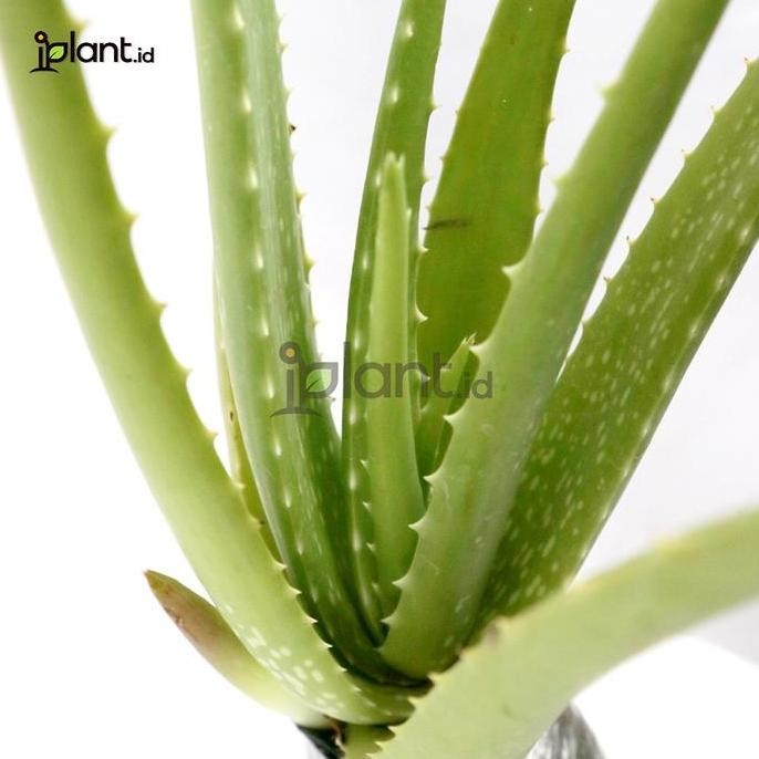 

Terlaris Bibit Tanaman Lidah Buaya
