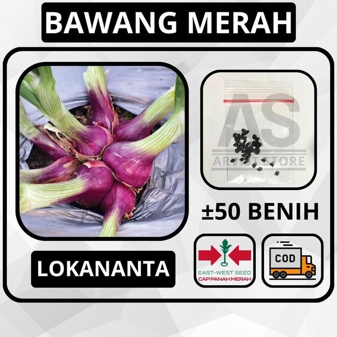 

Terlaris 50 Butir - Benih Bawang Merah Lokananta Cap Panah Merah Bibit Sayuran