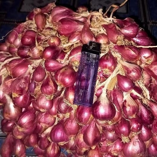 

Terlaris 1Kg Bibit Bawang Merah Brebes