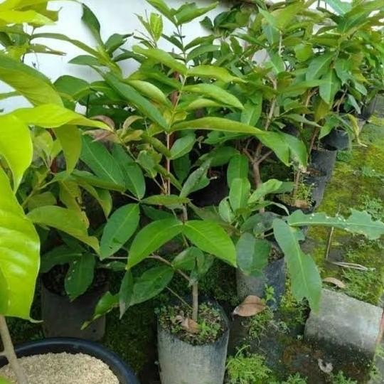 

Terlaris Bibit Jambu Air Dalhari Madu Ukuran 1 Meter Lebih Cepat Berbuah