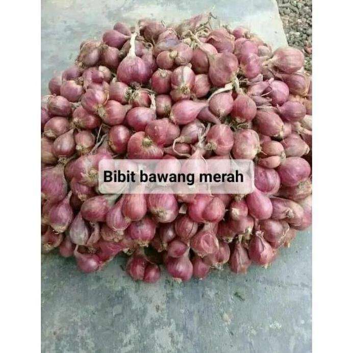

Terlaris (Raja Bawang Garut)Bibit Benih Bawang Merah Kering Tinggal Tanam Terlaris
