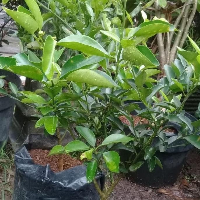

Terlaris Bibit Tanaman Hias Jeruk Nipis 60 - 100 Cm Ojek Only Atz