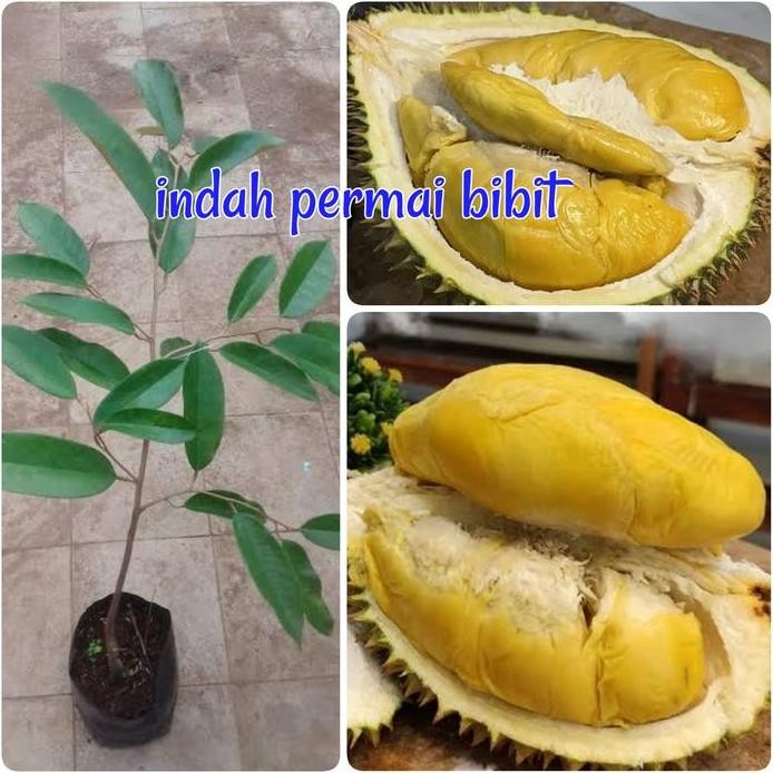 

Terlaris Bibit Tanaman Durian Blue Sky