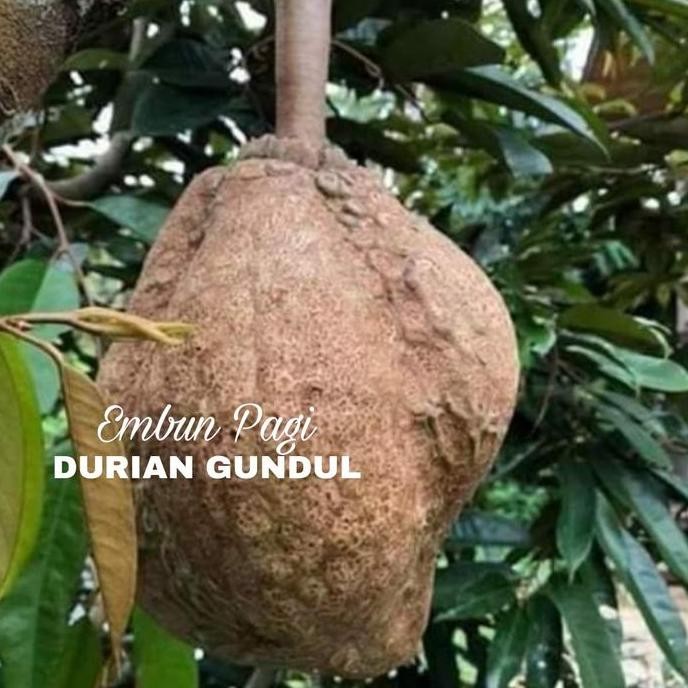 

Terlaris Bibit Durian Gundul Jaminan Kevalitan Jenis Bersertifikat 2 Meter Up