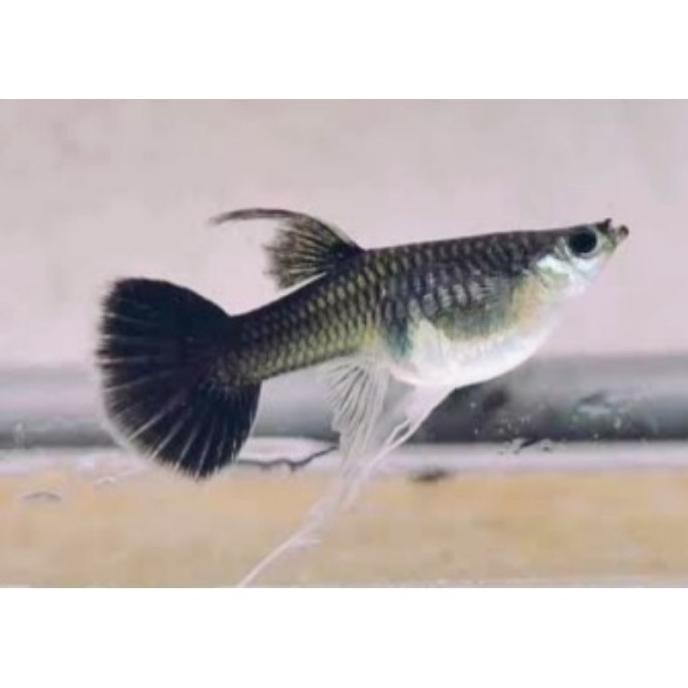 Terlaris Hiasan Aquarium Vvip Guppy Ribbon Black Moscow Line Vietnam