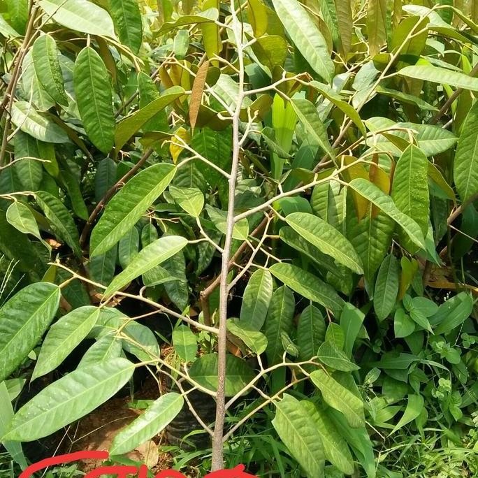 

Terlaris Bibit Durian Cane, Ukuran Tinggi 30-50Cm