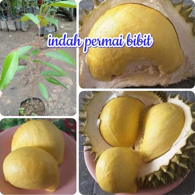 

Terlaris Bibit Tanaman Durian Nok Kracip