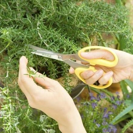 

Terlaris Bonus!!! Benih-Bibit Herba Rosemary Haira Seed Bonus!!!